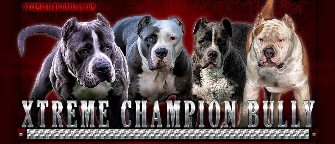 Dc's Bully Team on X: New breeding @dcsbullyteam 2015 #americanbully #abkc  #ebkc #dax #opaz #louisV #sophie #banner #beautiful   / X